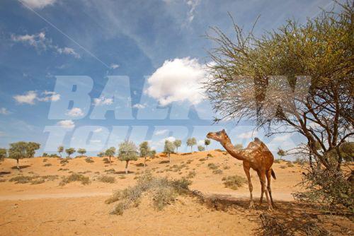 почивка в Banyan Tree Al Wadi