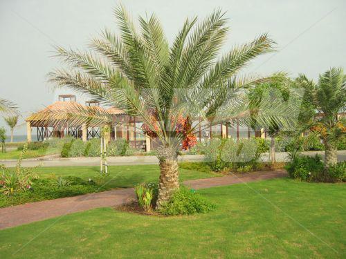 почивка в Umm Al Quwain Beach