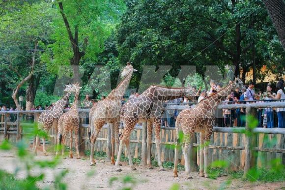 Guangzhow ZOO, Guangzhou